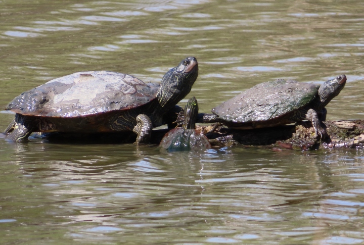 Northern Map Turtles